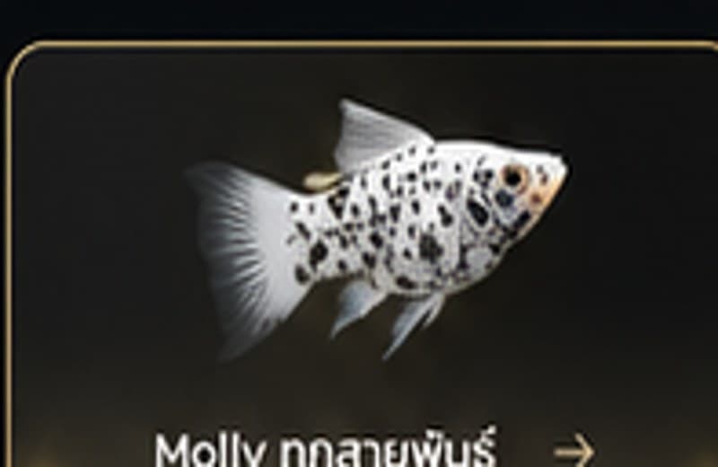Molly กลายพันธุ์