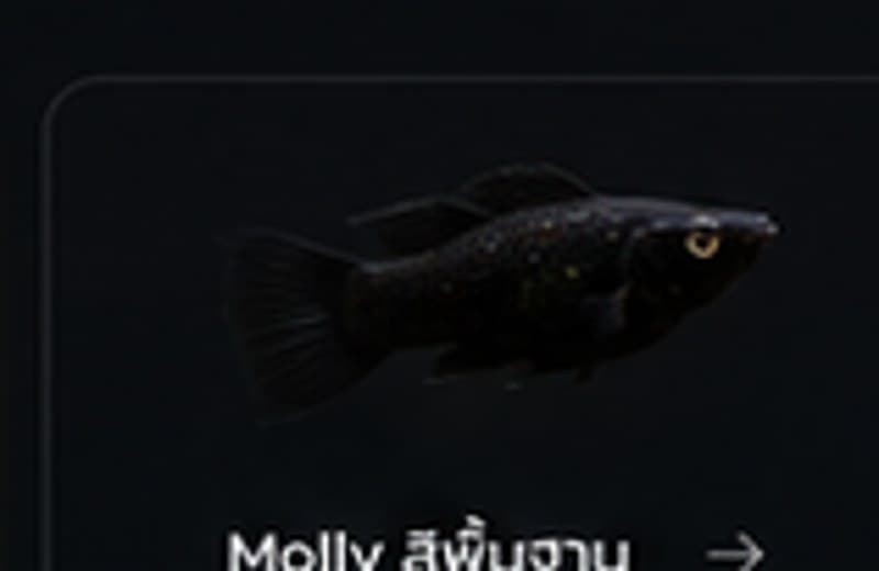 Molly สีพื้นฐาน