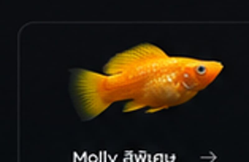 Molly สีพิเศษ