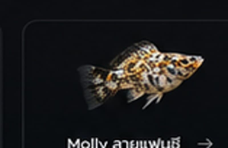 Molly ลายแฟนซี